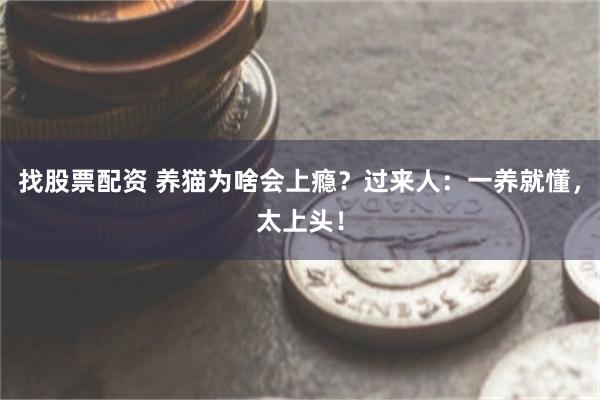 找股票配资 养猫为啥会上瘾？过来人：一养就懂，太上头！