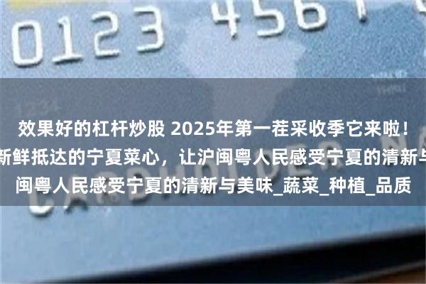 效果好的杠杆炒股 2025年第一茬采收季它来啦！2000公里，48小时内新鲜抵达的宁夏菜心，让沪闽粤人民感受宁夏的清新与美味_蔬菜_种植_品质