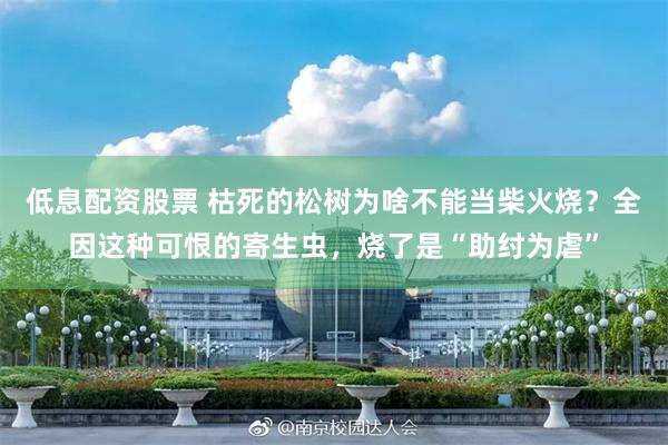 低息配资股票 枯死的松树为啥不能当柴火烧？全因这种可恨的寄生虫，烧了是“助纣为虐”