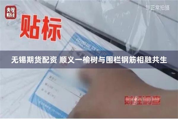 无锡期货配资 顺义一榆树与围栏钢筋相融共生